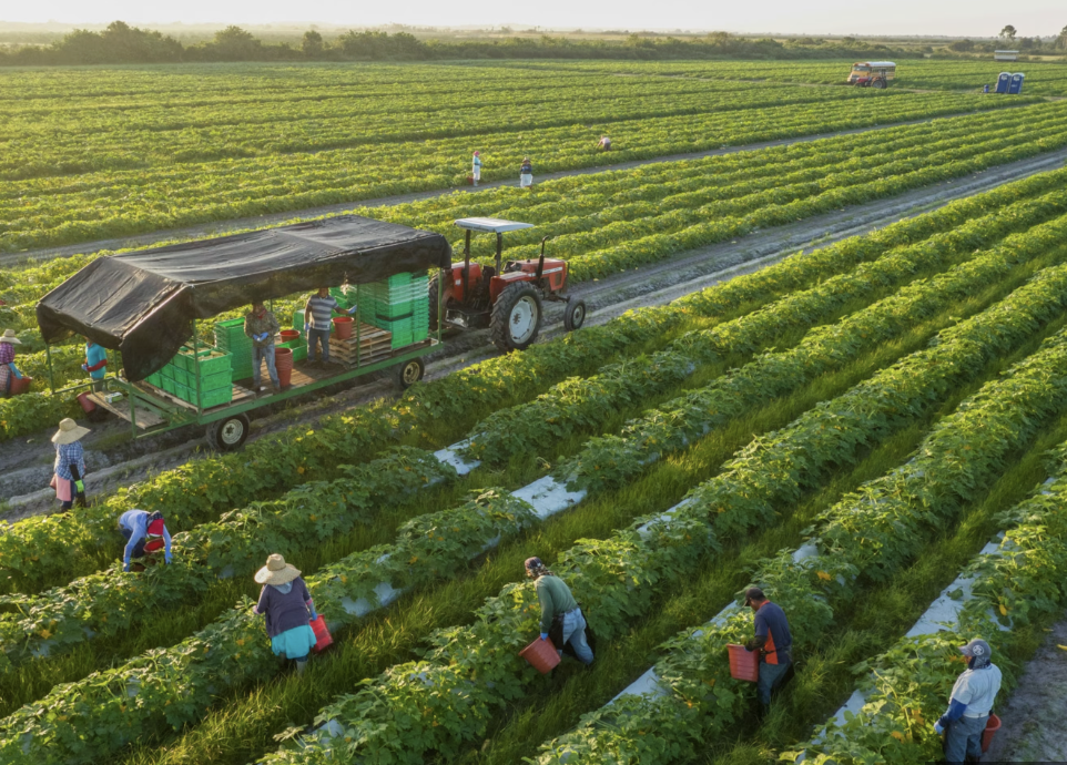 I Only Eat Organic: Does Organic Farming Really Affect Nutritional Content and Our Atmosphere?