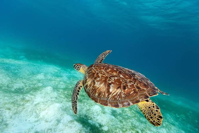 The Hawksbill Turtle: Enamored for Their Shell, But To What Extent?