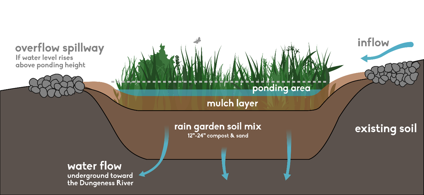 Rain Gardens And Their Impacts