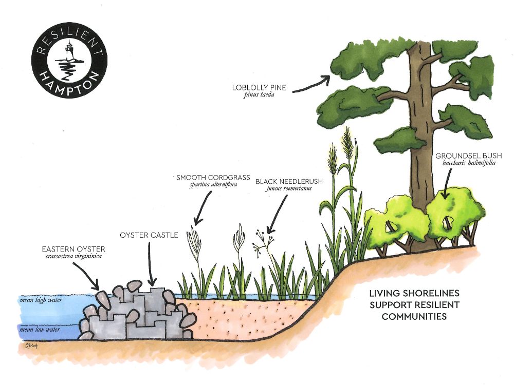 Be moral, Choose Natural: Living Shorelines over artificial Bulkheads